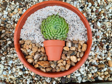 Today I planted two sempervivums in pots in my garden : r/plantsandpots