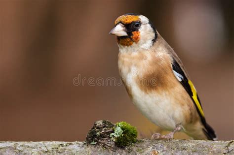 European Goldfinch Bird Close Up Stock Photo - Image of small, feet ...