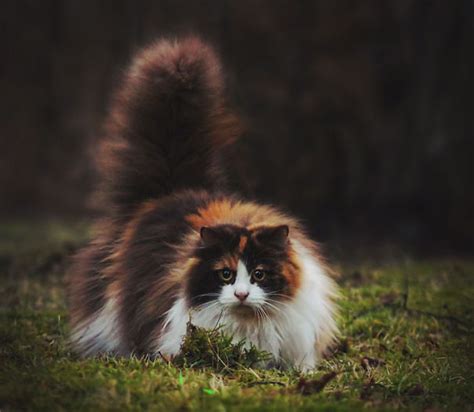 20+ Of The Fluffiest Cats In The World | Bored Panda
