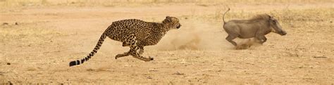 African Cheetahs