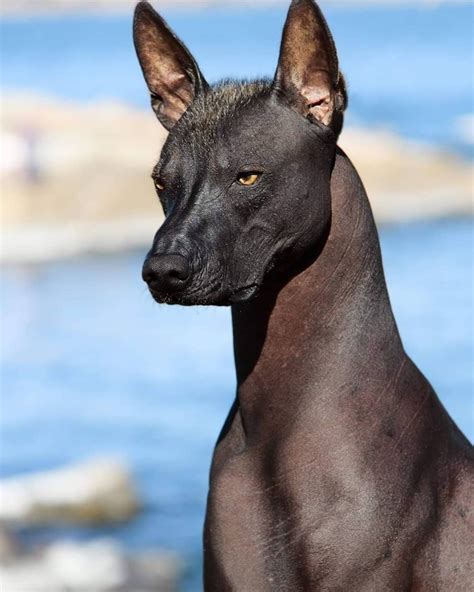 Xolo, the dog breed with an Anubis vibe - Illuzone