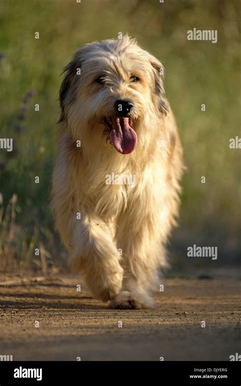 Wuscheliger hund hi-res stock photography and images - Alamy