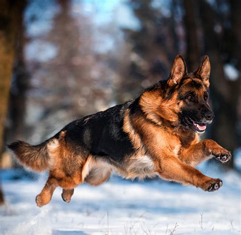 Dogs Victoria Gazette - November 2022 by Dogs Victoria - Issuu