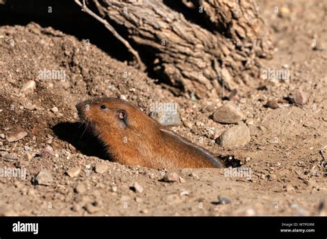 Gopher burrow hi-res stock photography and images - Alamy