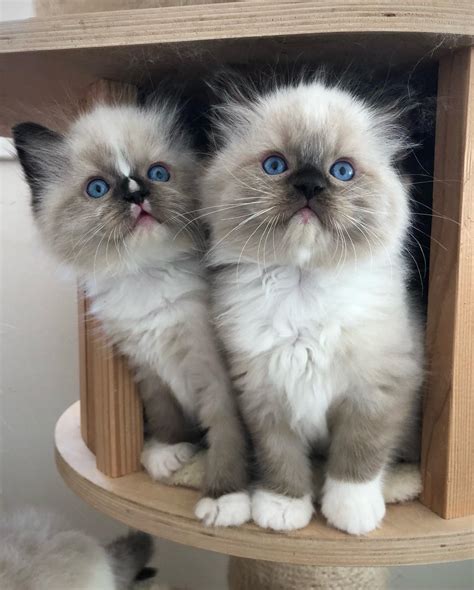 Quality Ragdoll kittens for Re-homing