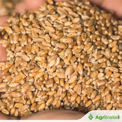 Hybrid Wheat Species 2