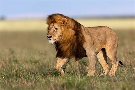 The Mane Event: The Purpose of Lion Manes | Thomson Safaris