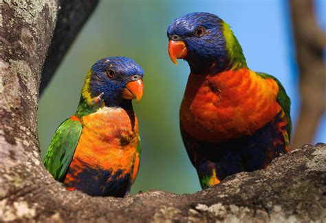 New report confirms that bird species are steadily declining - Earth.com