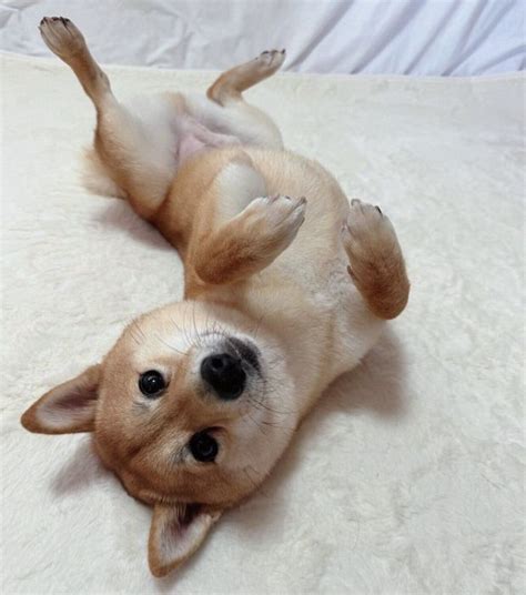 散歩デビュー時に「ムチムチころころボディ」だった子犬 3年後の「成長ビフォーアフター」が愛おしい！｜いぬのきもちWEB MAGAZINE