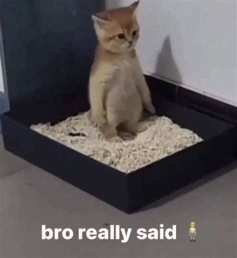 cat memes short  funny cat captions page    tiny positive