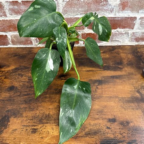 Philodendron 'White Princess' 4" | Fancy Plants