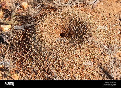 ant nest entrance stock photo alamy