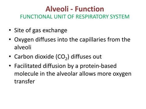 human respiratory system powerpoint