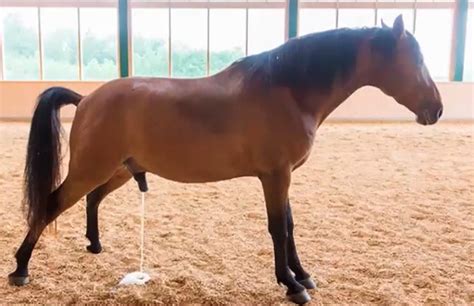 How To Clean Your Equine’s Sheath - AskAnimalweb