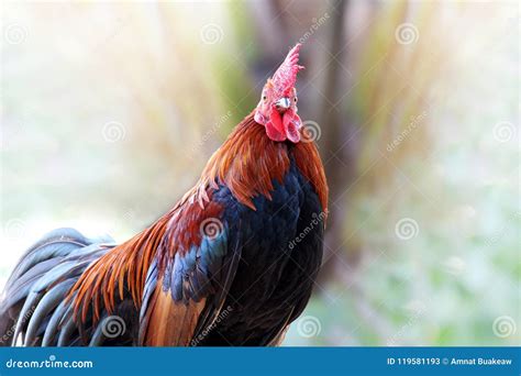 Rooster, Cock, Rooster Chicken Close Up Stock Image - Image of farm
