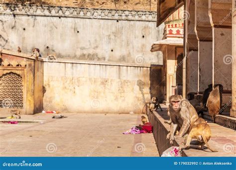 Monkey in the Monkey Temple in Jaipur, Rajasthan, India Stock Photo - Image of religion, famous ...