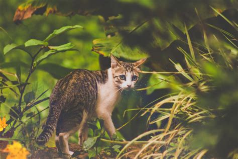 Free Images : wildlife, fauna, whiskers, vertebrate, wild cat, small to