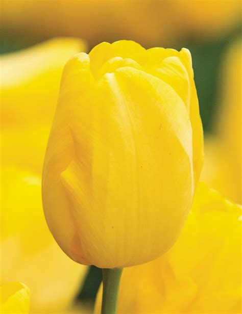 Tulip 'Strong Gold' - Tesselaar