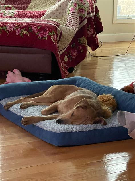 Why cabell wayne animal shelter is the best for adoptions 8