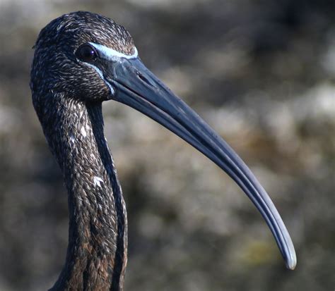 Birding Merritt Island National Wildlife Refuge - 10,000 Birds