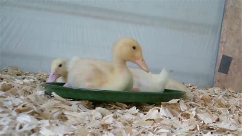 How to Raise, Feed, and Care for Baby Ducks - PetHelpful