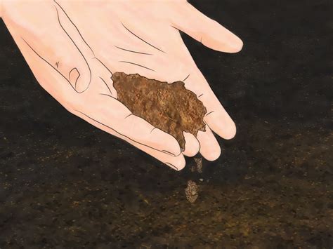 Soil Preparation For Tomatoes
