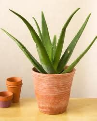 Aloe – the air purifier | The New Leaf House and Garden