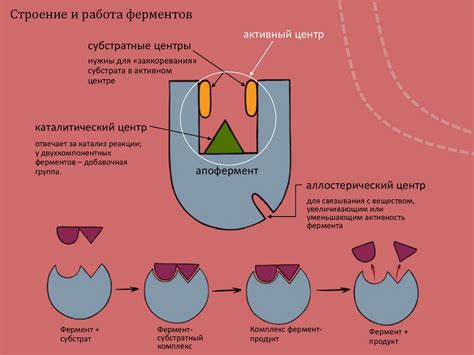 Ферменты - презентация онлайн