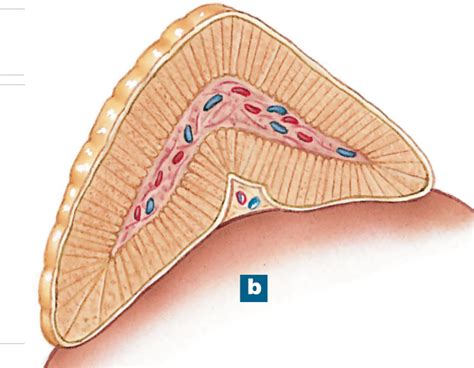 suprarenal gland diagram diagram quizlet