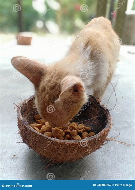 cara merawat anak kucing kampung