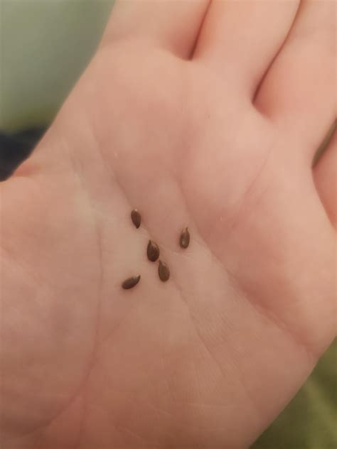 Thanks to Reddit, I thought my cats had a tapeworm : r/cats