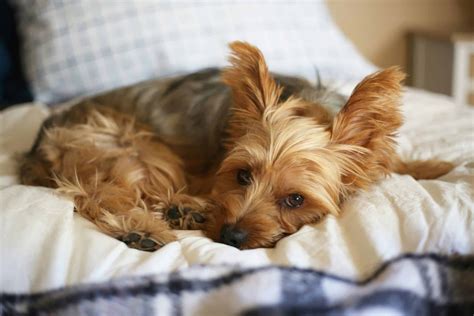 Guide to adopting from a yorkie rescue 15
