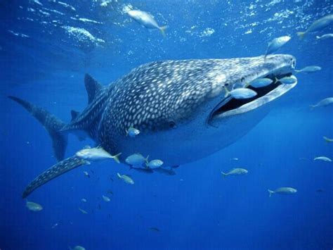 Walvishaai | Whale shark, Swimming with whale sharks, Shark pictures