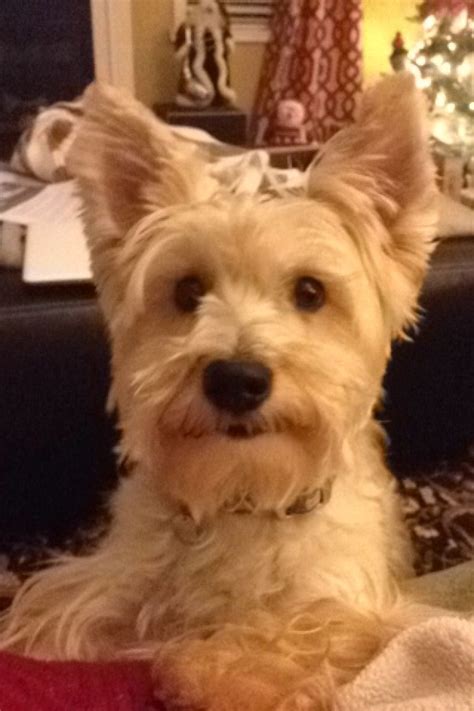 My Snorkie:))) | Perros