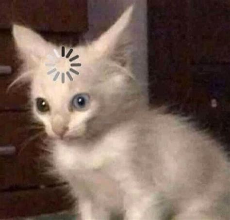 loading cat blank template imgflip