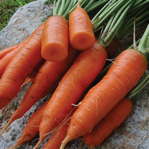 red cored chantenay carrot tomatomania