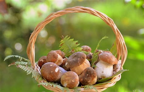 Стало відомо, у яких регіонах найдешевші і найдорожчі гриби – AgroNews
