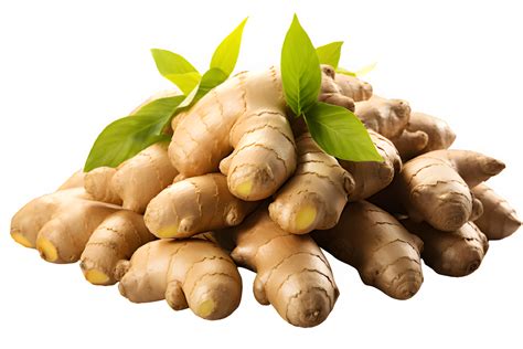 ginger plant lifespan  anglea ramos blog