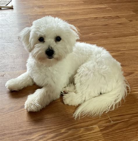 Coton de Tulear Puppies for Sale - Coton de Tulear Puppy Breeder