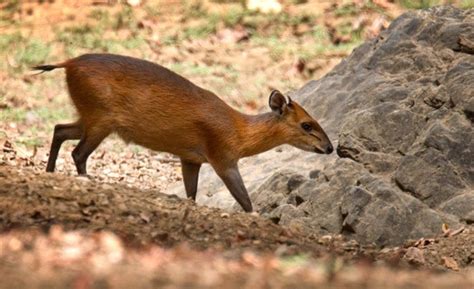 red flanked duiker litcaf encyclopedia