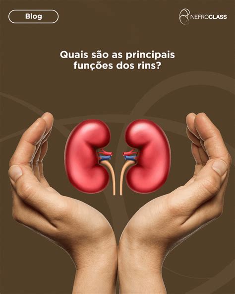 Depois Que Os Rins Param Quanto Tempo De Vida - Conheça as principais funções dos rins - NefroClass