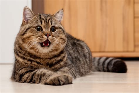 Обои На Рабочий Стол Котик - 19 фото