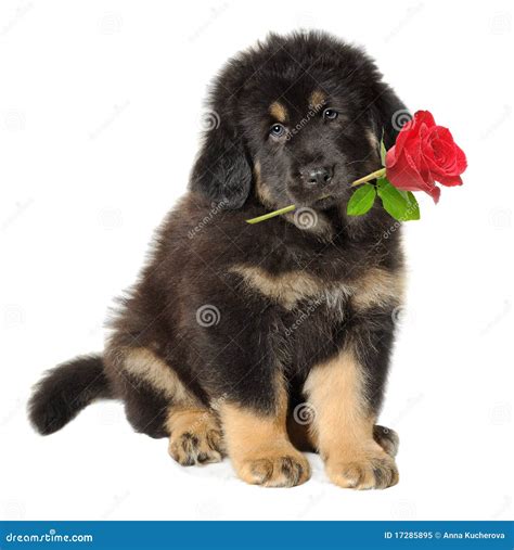 Puppy dog with flower stock image. Image of expression - 17285895