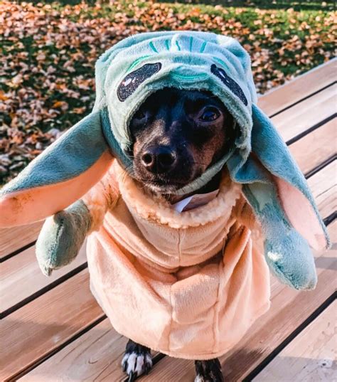 19 Best Star Wars Dog Costumes for Halloween.