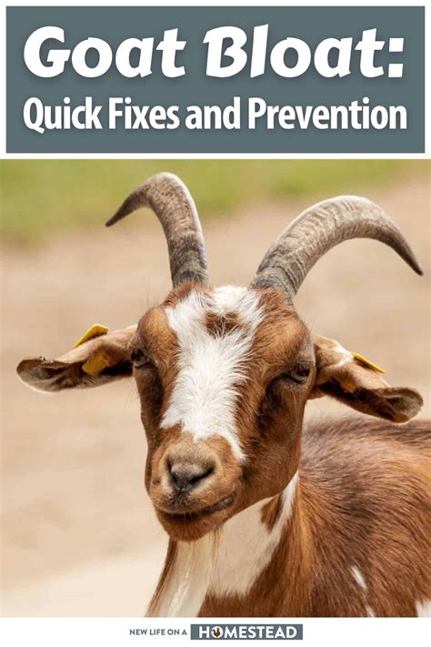 Goat Bloat: Quick Fixes and Prevention