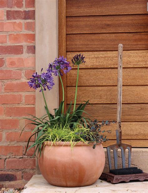 Dotted magic | The Gardener - gardening - Read this story on Magzter.com