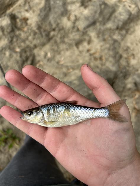 Nice Common Shiner : r/MicroFishing