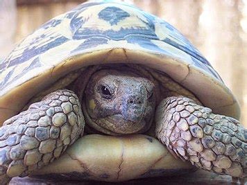 Turtle - Wikipedia