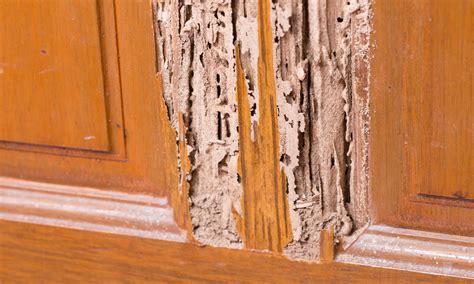 Wood Destroying Insect Inspection | Vision Home Inspections