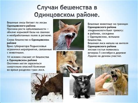 Осторожно-бешенство - online presentation